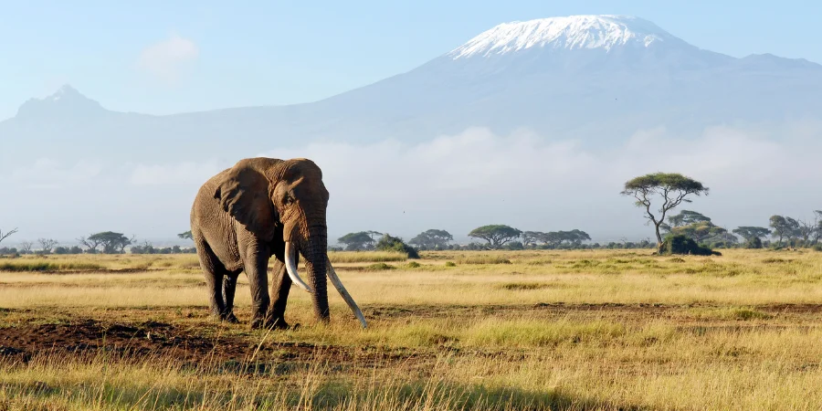Mejores meses para viajar a África