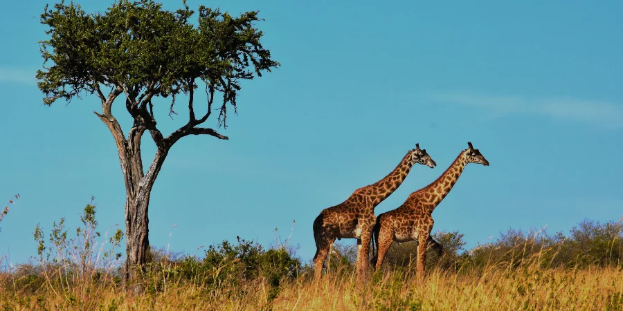 Mejores meses para viajar a África