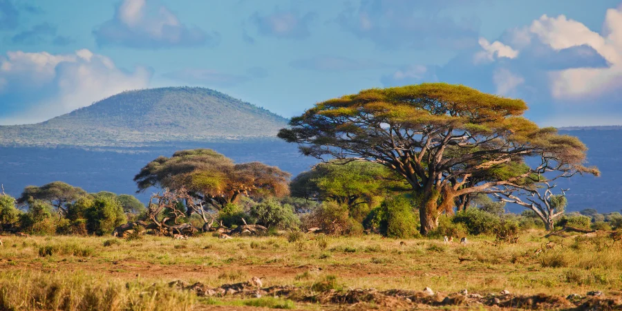Mejores meses para viajar a África