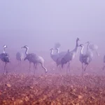Mejor época para visitar la Laguna de Gallocanta: Cuando ir