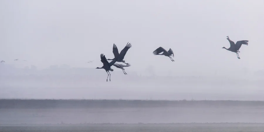 La mejor epoca para visitar la laguna de gallocanta