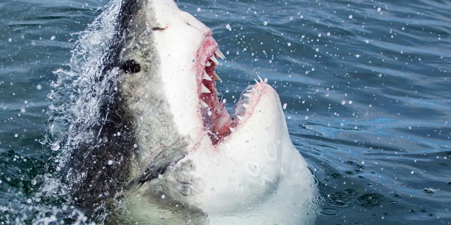 Mejor epoca para ver al gran tiburon blanco en sudafrica