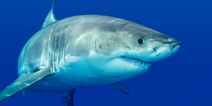 Mejor época para avistar tiburón blanco en Sudáfrica