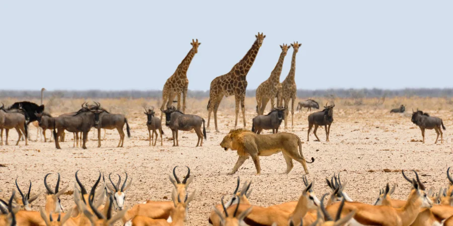 Viajar a Nambia para ver los animales