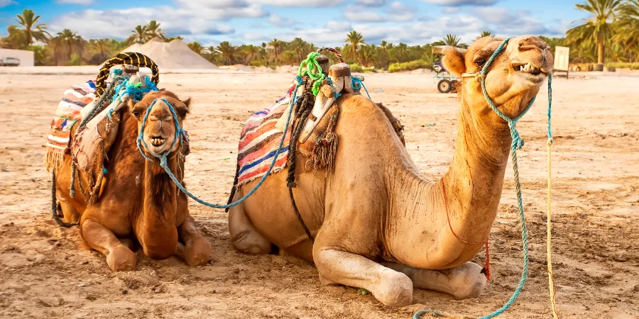 Mejor época para viajar a Túnez