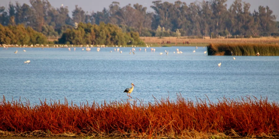Mejor época para visitar Doñana
