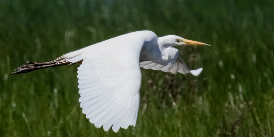 Cuál es la mejor época para visitar Doñana