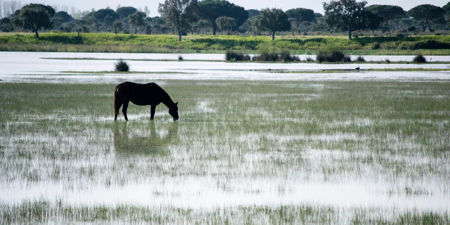 Cuál es la mejor época para visitar Doñana