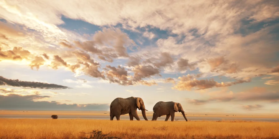 Cuando viajar a Kenia