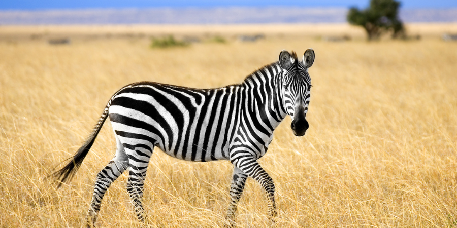temporada de gran migración en Kenia